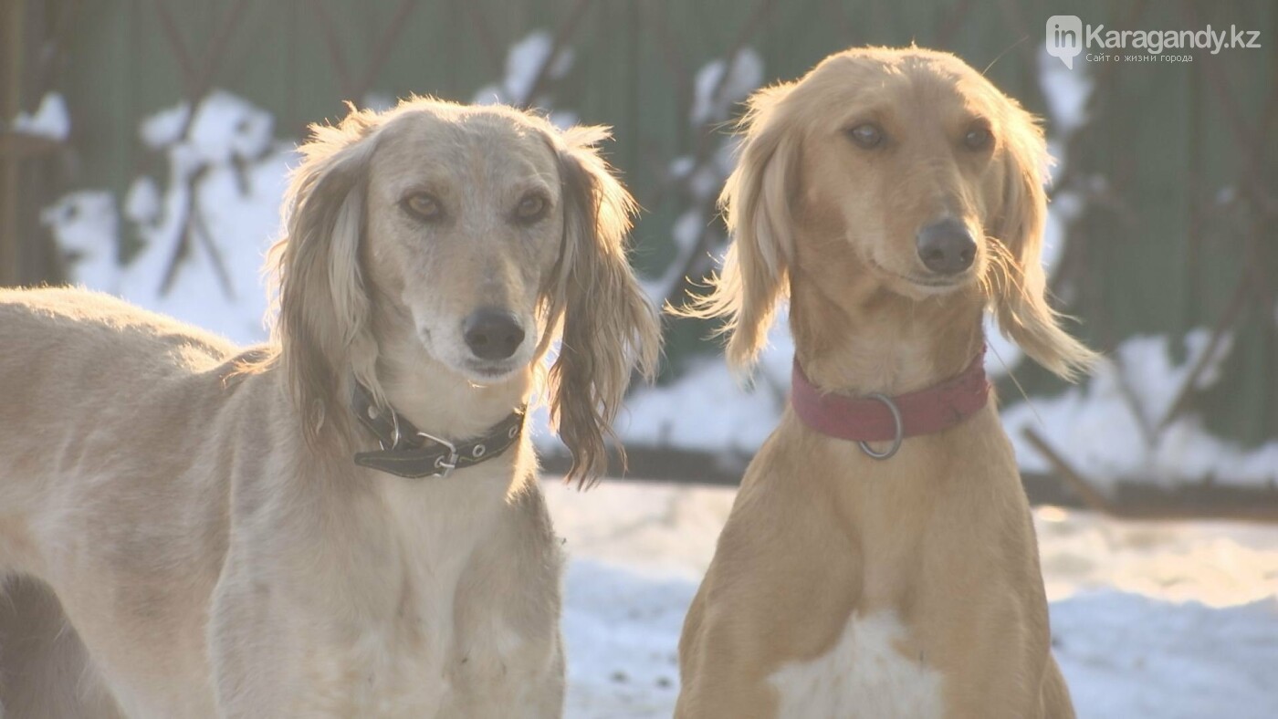 В Караганде сотрудник ветстанции занимался отстрелом собак. Фото: gov.kz